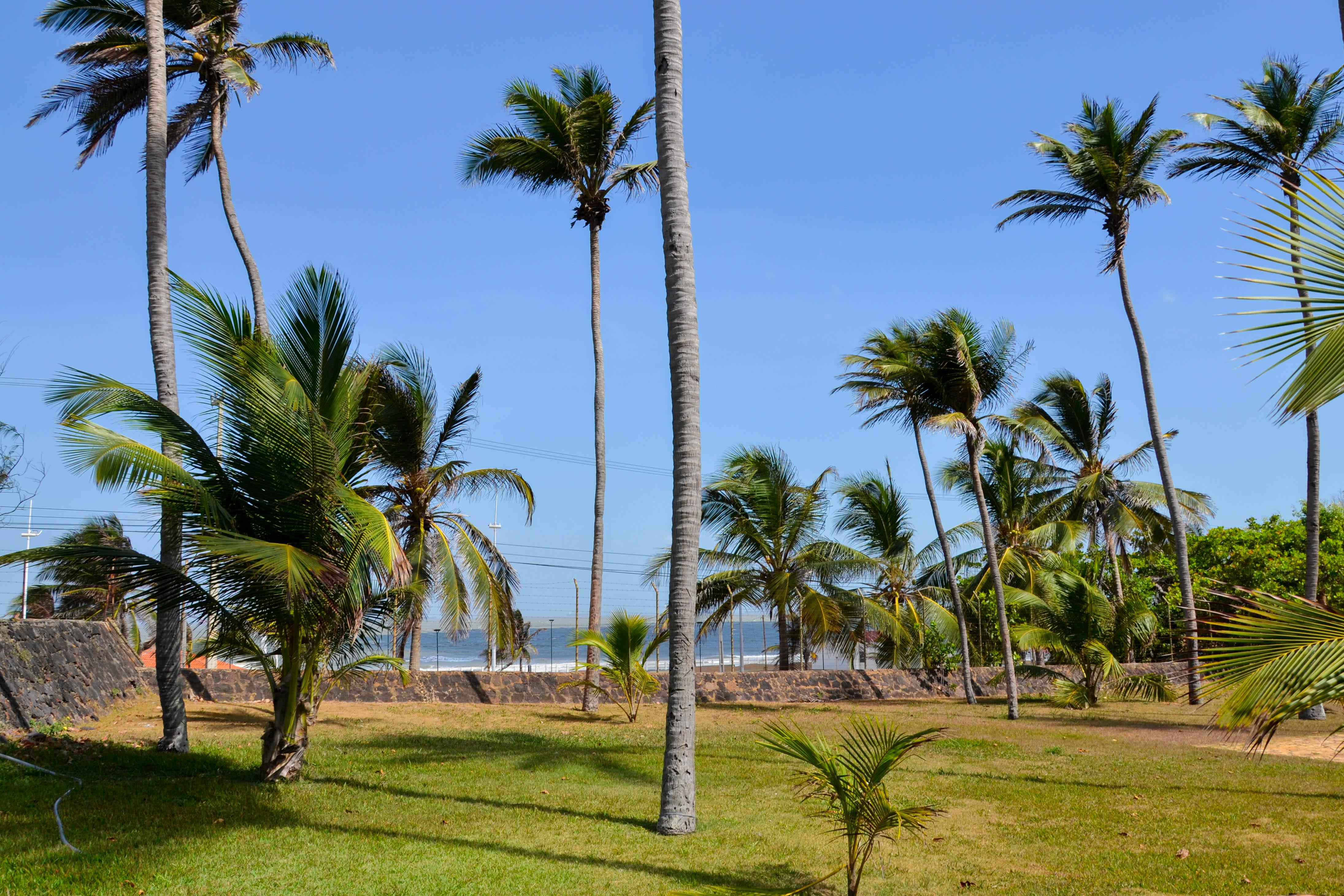 מלון Blue Tree Towers Sao Luis מראה חיצוני תמונה Palm trees in the park